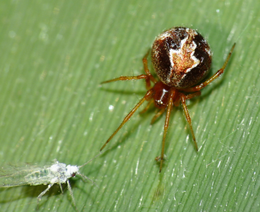 Theridion sp.